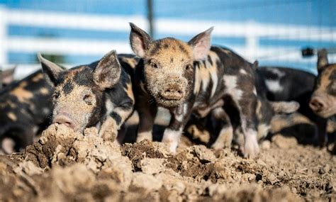 La Producci N Mundial De Carne De Cerdo Caer Ligeramente En