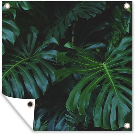 Tuin Poster Monstera Bladeren Tropisch Jungle X Cm