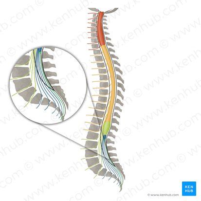 Coccygeal nerve: origin, course and function. | Kenhub