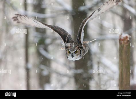 A North American Great Horned Owl Takes To The Sky And Flys Through A