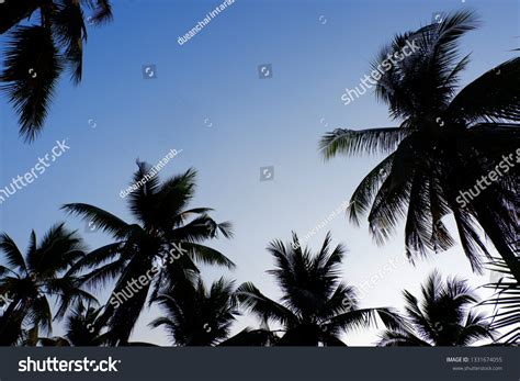 Coconut Tree View Sky Background Stock Photo 1331674055 Shutterstock