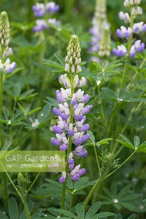 Lupinus Nanus Pixie Stock Photo By Nicola Stocken Image