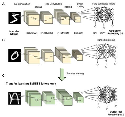 Frontiers Dropout In Neural Networks Simulates The Paradoxical