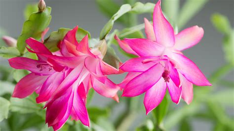 Christmas Cactus Fertilizer Guide How And When To Feed Plants Gardening Know How