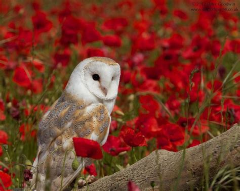 Ghim C A Marie Decaux Tr N Chouettes Et Hiboux Owls