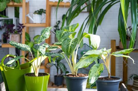 Premium Photo | Aglaonema on the table for transplanting and caring for domestic plants in the ...