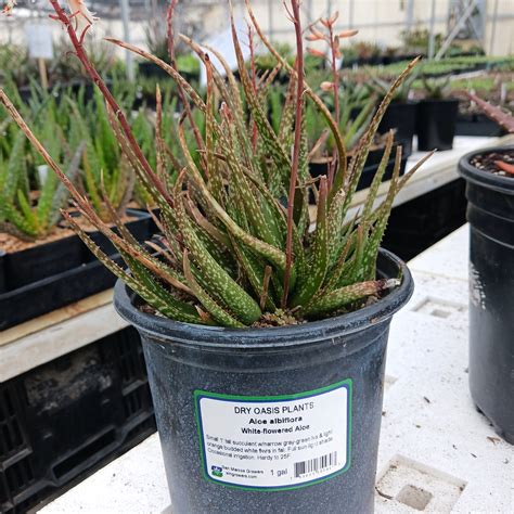 Aloe Albiflora 1ga Dryoasisplants