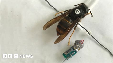 Asian Hornet Scientists In Breakthrough To Stop Spread Bbc News