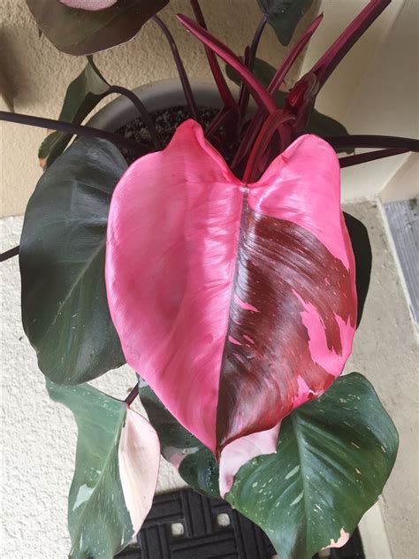 Pothos Pink Princess