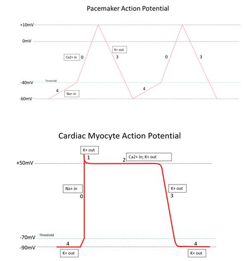 Pacemaker Action Potential