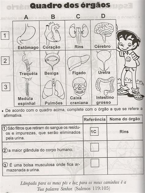 Sistema Urinario 5 Ano Atividades - ZULEDU