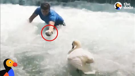 Man Rescues Baby Swan And Reunites Him With Mom The Dodo Youtube