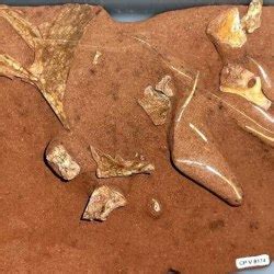 Museu de Paleontologia no Ceará recebe fóssil de pterossauro descoberto