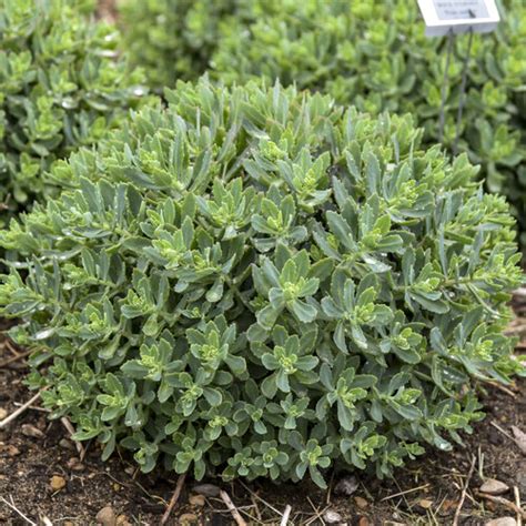 Rock N Round Pride And Joy Stonecrop Sedum Hybrid Proven Winners