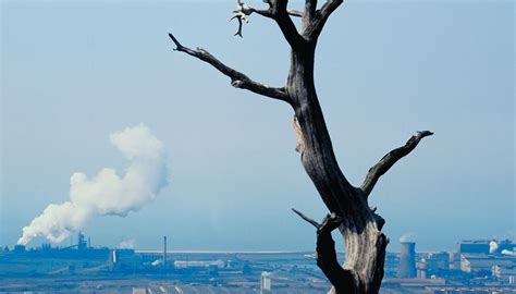 Acid Rain Effects On Humans Lungs