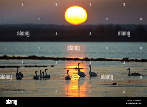 Singschwan Cygnus Cygnus Rastvogel Schwan Singschwan Tier Voegel