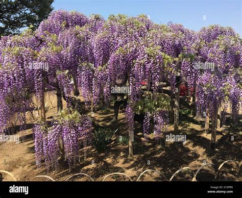 Wisteria in japan Stock Photo - Alamy