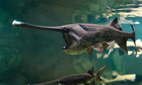 Paddlefish - A-Z Animals