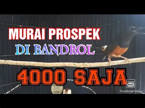 Murai Batu Prospek Di Bandrol Saja Youtube