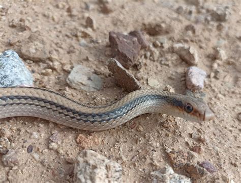 Big Bend Patchnose Snake from 31825 Chih México on May 15 2023 at 10