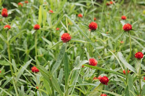 How To Grow And Care For Globe Amaranth Plants