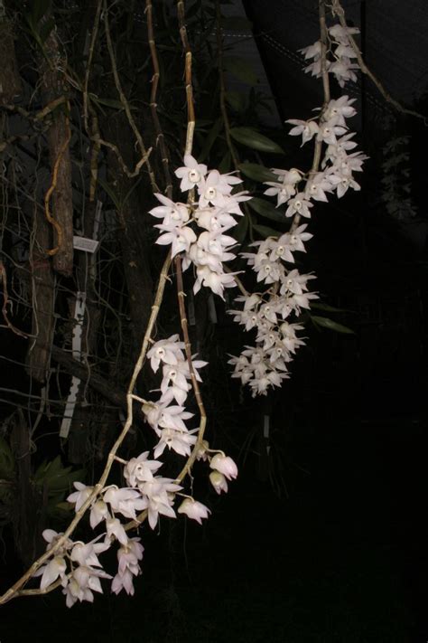 Hoa Phong Lan ViỆt Vietnam Orchids Dendrobium Aduncum Hoàng Thảo Thập Hoa