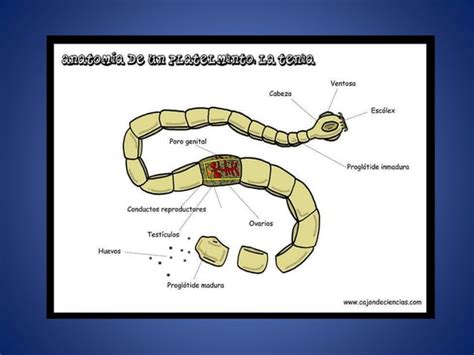 Invertebrados II Anelidos Platelmintos Y Nematodos PPT