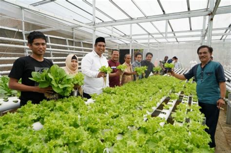 Bupati Maros Kunjungi Kebun Hidroponik Petani Milenial