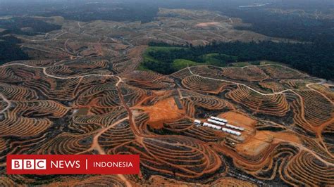 Kalimantan Timur Ratusan Ribu Hektare Hutan Dilepas Untuk Sawit Dan