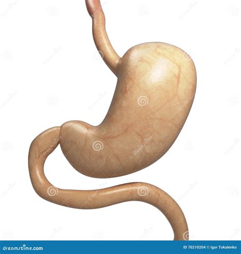 Human Stomach On White Background 3d Render Stock Illustration