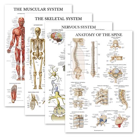 Buy Palace Learning 4 Pack Anatomical Set Laminated Muscular Skeletal Nervous System