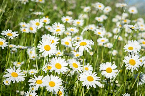 Kostenlose Foto Natur Gras Wei Rasen Wiese Pr Rie Blume