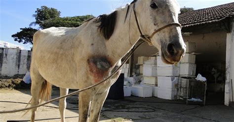 G1 Cavalo vítima de maus tratos é apreendido em Belo Horizonte