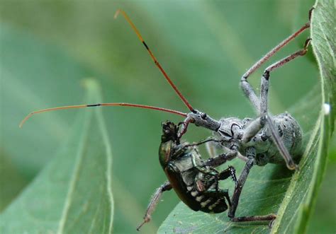 Wheel Bug Eats Japanese Beetle Whats That Bug