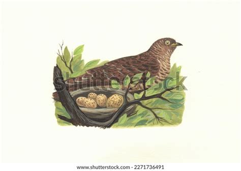 Realistic Color Scientific Illustration Cuckoo Tosses Stock