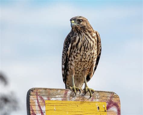 A Red Tailed Hawk Juvenile 09 18 Photograph By Bruce Frye Fine Art