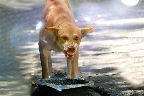 Por Qué Mi Perro Gruñe Significado Según La Ciencia Veterinaria