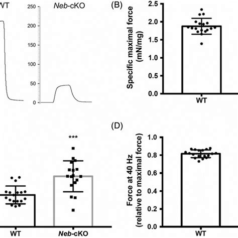 Submaximal And Maximal Forces From 12 Month Old Wt N 18 And Neb Cko