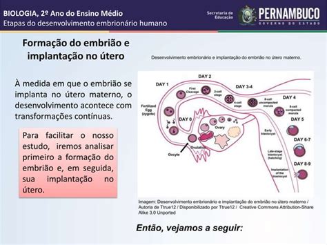 Etapas Do Desenvolvimento Embrionário Humano Ppt