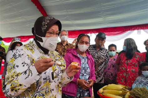 Kunjungi Papua Mensos Risma Salurkan Bantuan Untuk Warga Rentan