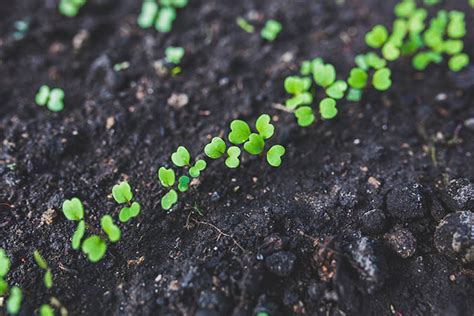 Growing Arugula: The Rocket in Your Salad Bowl and Garden (With Recipe ...