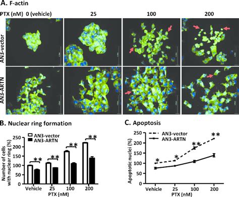 Figure W2 Forced Expression Of ARTN In AN3 Cells Abrogated