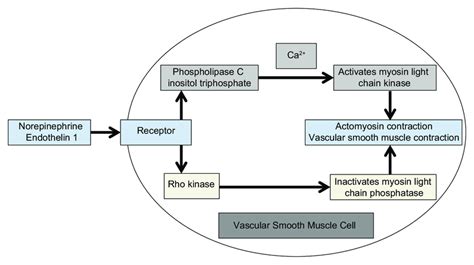 Vascular smooth muscle cell activation. A vascular smooth muscle cell... | Download Scientific ...