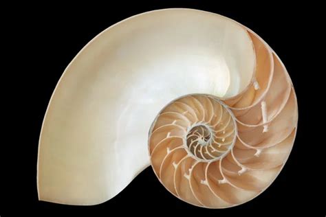 nautilus shell symmetry Fibonacci half cross section spiral golden ratio structure growth ...