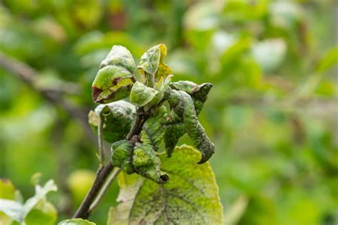 The Enemy in Your Orchard: A Guide to Dealing With Aphids on Apple ...