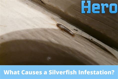 What Causes a Silverfish Infestation?