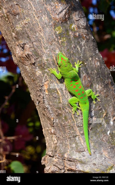 Gecko G Ant De Madagascar Phelsuma Madagascariensis Jour Grandis