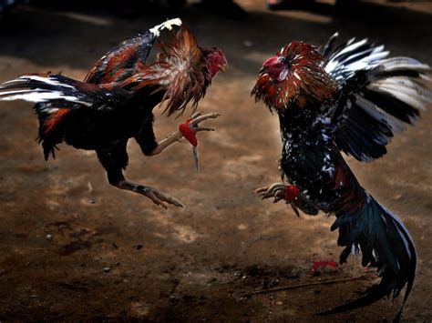 Pese A Prohibici N Alfaro Permitir Peleas De Gallos En La Feria De