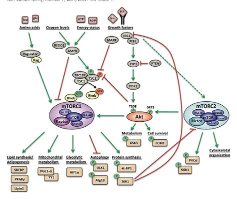 Figure From Akt Mtor Signalling In Myelination Semantic Scholar