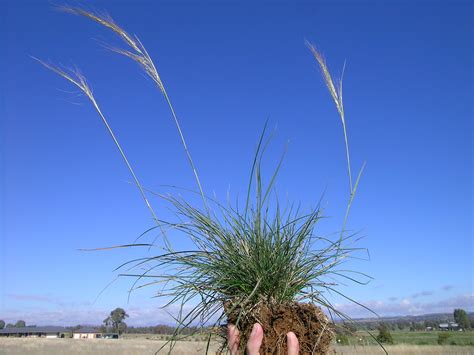 Austrostipa Scabra Plant Native Yearlong Green Perennia Flickr